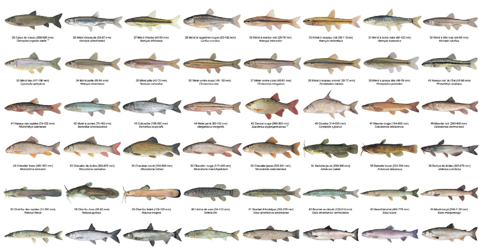 Clé d'identification - Familles des poissons d'eau douce du Québec - Groupe  d'éducation et d'écosurveillance de l'eau